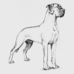 Standard fekete-fehér